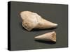 Fossils, Shark Teeth-null-Stretched Canvas