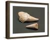 Fossils, Shark Teeth-null-Framed Giclee Print