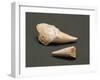 Fossils, Shark Teeth-null-Framed Giclee Print