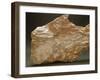 Fossils, Vertebras and Bones from Veneto Region-null-Framed Giclee Print