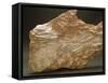 Fossils, Vertebras and Bones from Veneto Region-null-Framed Stretched Canvas