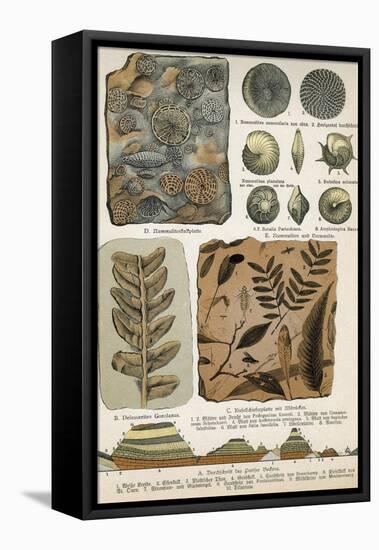 Fossils-Science Source-Framed Stretched Canvas