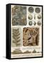 Fossils-Science Source-Framed Stretched Canvas