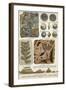 Fossils-Science Source-Framed Giclee Print