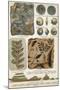 Fossils-Science Source-Mounted Giclee Print