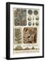 Fossils-Science Source-Framed Giclee Print