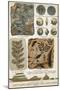 Fossils-Science Source-Mounted Giclee Print