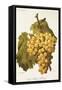 Foster's White Seedling Grape-A. Kreyder-Framed Stretched Canvas