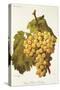 Foster's White Seedling Grape-A. Kreyder-Stretched Canvas