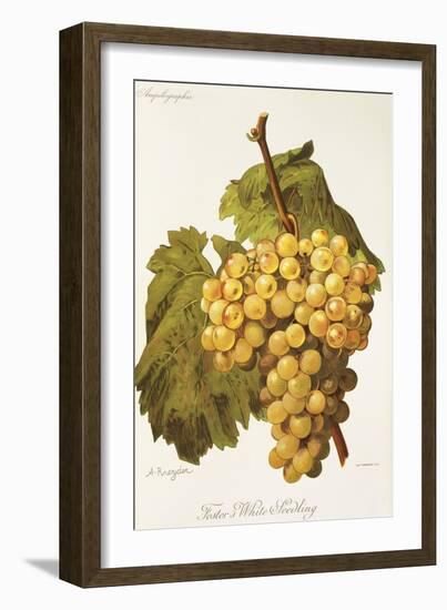 Foster's White Seedling Grape-A. Kreyder-Framed Giclee Print