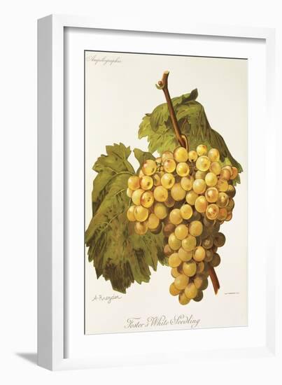 Foster's White Seedling Grape-A. Kreyder-Framed Giclee Print