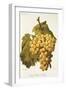 Foster's White Seedling Grape-A. Kreyder-Framed Giclee Print