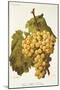 Foster's White Seedling Grape-A. Kreyder-Mounted Giclee Print