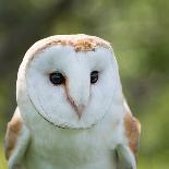 Barn Owl close Up-fotogenix-Laminated Photographic Print