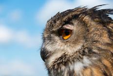 Barn Owl close Up-fotogenix-Laminated Photographic Print