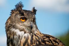 European Eagle Owl-fotogenix-Framed Premium Photographic Print