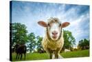 Stretched Canvas