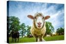 Stretched Canvas