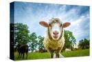 Stretched Canvas
