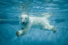 Thalarctos Maritimus (Ursus Maritimus) Commonly known as Polar Bear Swimming under Water-Fotokon-Photographic Print
