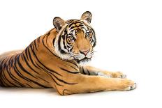 Siberian Tiger Isolated-fotoslaz-Stretched Canvas