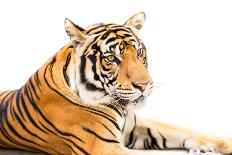 Siberian Tiger-fotoslaz-Laminated Photographic Print