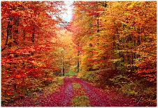 Magnificent Autumn Colors Forest In October-Fotozickie-Mounted Poster