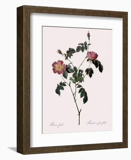 Foul-Fruited Rose-Pierre Joseph Redoute-Framed Giclee Print