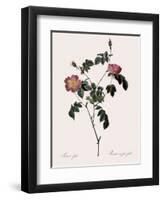 Foul-Fruited Rose-Pierre Joseph Redoute-Framed Giclee Print