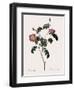 Foul-Fruited Rose-Pierre Joseph Redoute-Framed Giclee Print