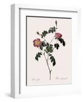 Foul-Fruited Rose-Pierre Joseph Redoute-Framed Giclee Print