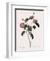 Foul-Fruited Rose-Pierre Joseph Redoute-Framed Giclee Print