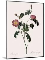 Foul-Fruited Rose-Pierre Joseph Redoute-Mounted Giclee Print