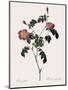 Foul-Fruited Rose-Pierre Joseph Redoute-Mounted Giclee Print