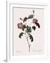 Foul-Fruited Rose-Pierre Joseph Redoute-Framed Giclee Print