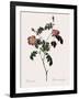 Foul-Fruited Rose-Pierre Joseph Redoute-Framed Giclee Print