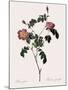 Foul-Fruited Rose-Pierre Joseph Redoute-Mounted Giclee Print