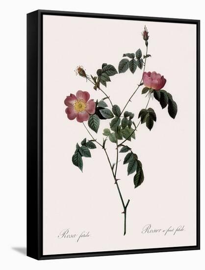 Foul-Fruited Rose-Pierre Joseph Redoute-Framed Stretched Canvas