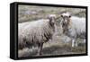 Foula Sheep on the Island of Foula. Shetland Islands, Scotland-Martin Zwick-Framed Stretched Canvas