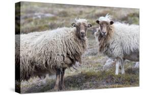 Foula Sheep on the Island of Foula. Shetland Islands, Scotland-Martin Zwick-Stretched Canvas