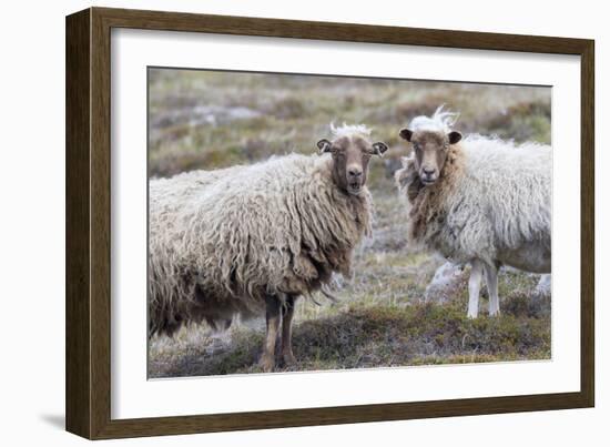 Foula Sheep on the Island of Foula. Shetland Islands, Scotland-Martin Zwick-Framed Photographic Print