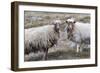 Foula Sheep on the Island of Foula. Shetland Islands, Scotland-Martin Zwick-Framed Photographic Print