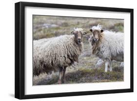 Foula Sheep on the Island of Foula. Shetland Islands, Scotland-Martin Zwick-Framed Photographic Print