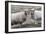 Foula Sheep on the Island of Foula. Shetland Islands, Scotland-Martin Zwick-Framed Photographic Print