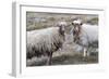 Foula Sheep on the Island of Foula. Shetland Islands, Scotland-Martin Zwick-Framed Photographic Print