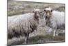 Foula Sheep on the Island of Foula. Shetland Islands, Scotland-Martin Zwick-Mounted Photographic Print