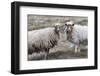 Foula Sheep on the Island of Foula. Shetland Islands, Scotland-Martin Zwick-Framed Photographic Print