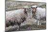 Foula Sheep on the Island of Foula. Shetland Islands, Scotland-Martin Zwick-Mounted Photographic Print