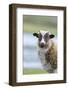 Foula Sheep on the Island of Foula. Shetland Islands, Scotland-Martin Zwick-Framed Photographic Print