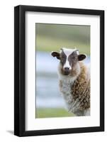 Foula Sheep on the Island of Foula. Shetland Islands, Scotland-Martin Zwick-Framed Photographic Print